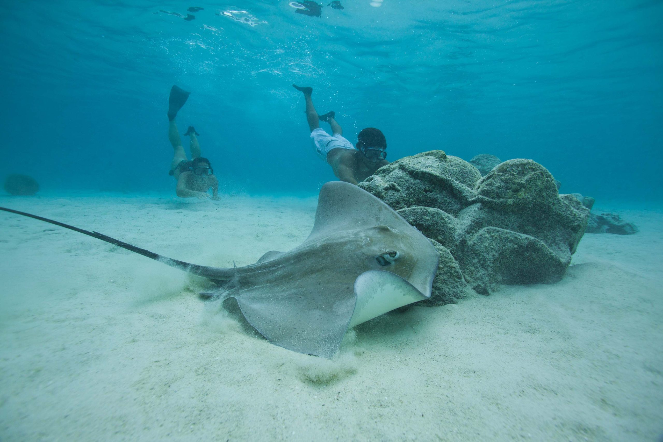 Snorkeling Ray Moorea Lagoon Hotel Cooks Bay V2